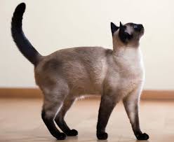 Less often, tumors can develop on the spine, ribs, pelvis, shoulder blades, and skull. Siamese Cat Breed Info Facts Pictures Characteristics Temperament