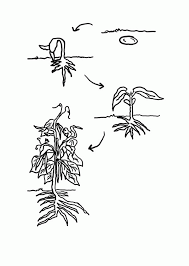 Faith is like a little seed! Life Cycle Of A Plant Coloring Page Coloring Home
