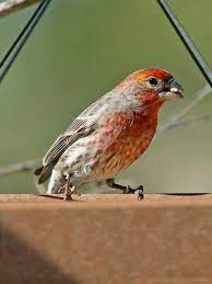 Maybe you would like to learn more about one of these? Ten Backyard Bird Songs Nature In Novato