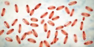 Image result for yersinia fotos