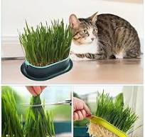 Planteur D'pour Chats D'intérieur, Pot de Germination ...
