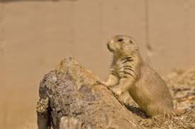 Image result for Cynomys gunnisoni obrázek