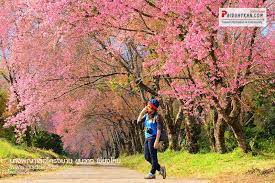 สถานท ท องเท ยวมห ศจรรย ในเม องไทย ภาพ ว ด