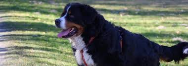 Er ist gegenüber seinen besitzern und seiner familie sehr loyal. Berner Sennenhunde In Not E V Der Verein Fur Bunte Notfalle Posts Facebook