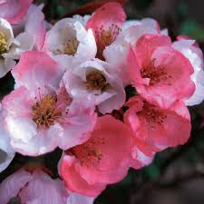 Maybe you would like to learn more about one of these? Chaenomeles Toyo Nishiki Spring Meadow Wholesale Liners Spring Meadow Nursery