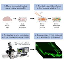 A configuration file is generated within the cp stardew valley . Protocol For Live Enhanced Resolution Confocal Imaging Of Dendritic Spinule Dynamics In Primary Mouse Cortical Neuron Culture Star Protocols