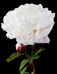 Weston Farm Peonies Olive Oil Farm Produce From Tasmania Australia Peonies Rose Varieties Flowers