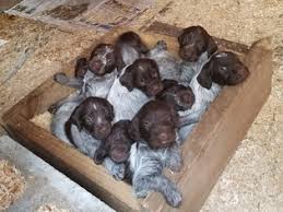 Why buy a wirehaired pointing griffon puppy for sale if you can adopt and save a life? View Ad Wirehaired Pointing Griffon Puppy For Sale Near Ohio Loudonville Usa Adn 100745