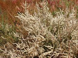 Image result for Aerva javanica