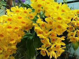 Image result for Angraecum moandense