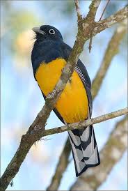 Black And White Birds In Pa Pin On Colorful Byrds