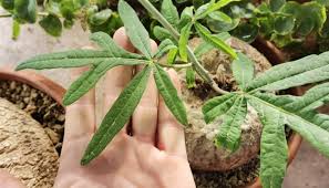 Image result for Adenia stenodactyla