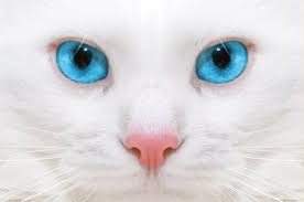 Beyaz Kedi Cinsleri 13 Tur Ve Patiliyo Com