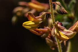 Image result for Aeschynomene mimosifolia