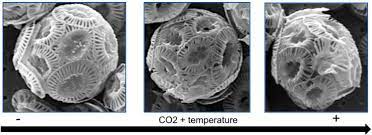 Ocean Warming And Acidification Impact On Calcareous Phytoplankton And Reduce Its Ability To Sequester Atmospheric Co2