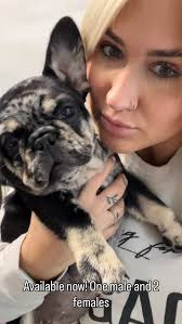 Puppies! Dm for price- it’s good 😊 #frenchbulldog #love #breeder #puppy  #bigropefrenchie #pittsburgh