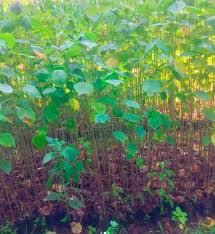 Image result for Dombeya torrida