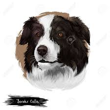 Border Collie Scottish Sheepdog Dog Digital Art Illustration Isolated On White Background Unit Digital Art Illustration Hand Drawn Portraits Illustration Art