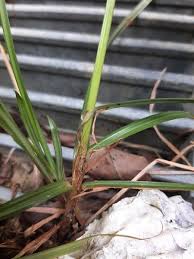 Image result for Cyperus distans