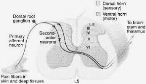La stimulation de la synthèse intrarénale de prostaglandines e2 (pge2) vasodilatatrices sous l'effet de l'hyperpression intracavitaire qui représente le mécanisme physiopathologique essentiel. Https Www Db Thueringen De Servlets Mcrfilenodeservlet Dbt Derivate 00011460 Dissertation Pdf