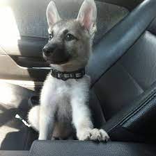 If you are looking to adopt a puppy or buy a dog, but haven't settled on a breed take a look here! Black And Silver German Shepherd Puppies For Sale Near Me Pets Lovers