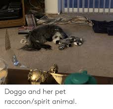 All orders are custom made and most ship worldwide within 24 hours. 25 Best Memes About Raccoon Spirit Animal Raccoon Spirit Animal Memes
