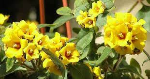 Anche le piabnte della sezione piante da giardino possono produrre dei bellisismi fiori gialli.scopri quali sono le specie. Piante Da Vaso Lysimachia Lisimachia Lysimachia Barystachys Lysimachia Ciliata Lysimachia Clethroides Lysimachia Congestiflora Lysimachia Ephemerum Lysimachia Nummularia Lysimachia Punctata Lysimachia Vulgaris