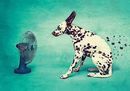 We have always associated the month with heat and humidity and refer to this time of year as the dog days of summer. The Origin Of Dog Days Dictionary Com