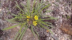 Image result for Oreosyce africana