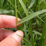 Image result for Eriochloa procera