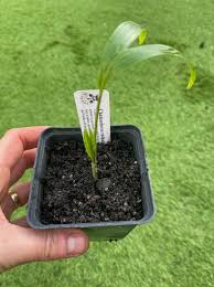 Image result for Chamaedorea radicalis