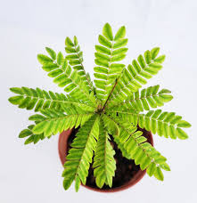 Image result for Biophytum abyssinicum