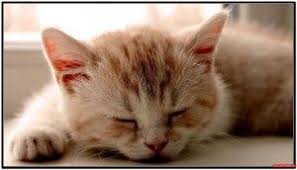 American Bobtail Canli Zeki Sevgi Dolu Mukemmel Karakterli Bir Kedidir Irkin Daha Ayrintili Olrak Degerl Cute Cats And Kittens Sleeping Kitten Cute Animals