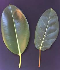 Image result for Ficus lutea