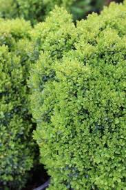 Image result for Buxus nyasica