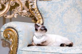What disney movies have cats in them? 49 Disney Cat Names For Your Fairytale Feline Great Pet Care