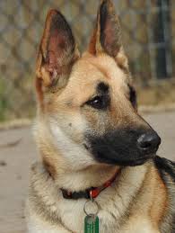 Stryker ·over 4 weeks ago on petfinder.com. Adopt Chana On Petfinder German Shepherd Adoption Dog Search Dogs
