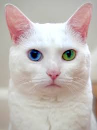 Personality differences between two cats