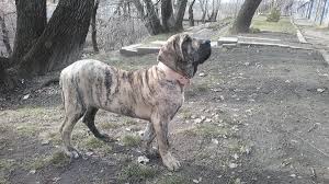 Fila Brasileiro - Harakhan Kennel, Jenaro (Fito el Siledin)