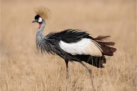 Saving a Long-billed Tailorbird with the Nature Tanzania