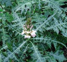 99 jenis tanaman obat lengkap dengan gambar kandungan dan. Daftar Tanaman Obat Lengkap Beserta Gambar Dan Khasiatnya Bibitbunga Com