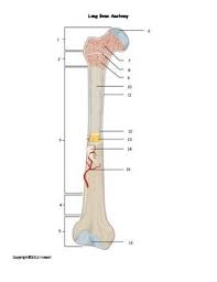 Cheek bone (zygoma) upper jaw (maxilla). Long Bone Anatomy Quiz Or Worksheet By Everything Science And Beyond Teachers Pay Teachers In 2020 Human Bones Anatomy Anatomy Bones Human Skeleton Anatomy