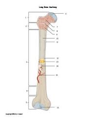 There is a printable worksheet available for download here so you can take the quiz with pen and paper. Long Bone Anatomy Quiz Or Worksheet Human Bones Anatomy Anatomy Bones Human Skeleton Anatomy