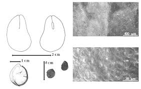 Image result for Scorodophloeus