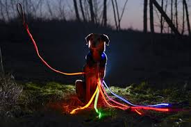 Led Dog Leash Usb Rechargeable Your Dog Will Be More Visible And Safe 6 Colors Red Blue Green Pink Orange And Yellow Pe Dog Leads Leash Dog Leads Dog Leash
