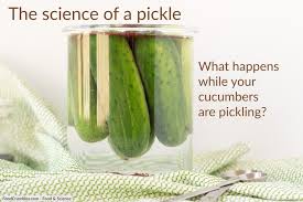 Wondering What Happens When You Make A Cucumber Pickle And How To Do It Yourself We Explore The Science Of Pickles Pickling Cucumbers Cucumber Recipes Pickles