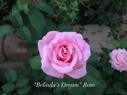 We did not find results for: Rose Belinda S Dream 3g Pink Growers Outlet Willis Texas