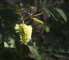 Image result for Acacia fleckii