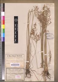 Image result for Fimbristylis complanata