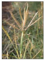 Image result for Bothriochloa bladhii